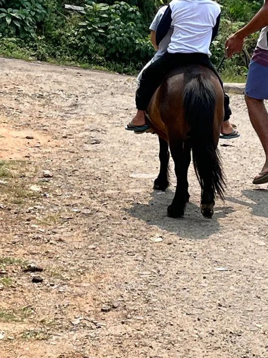 Pônei para passeios - Ideal para crianças - Foto 6