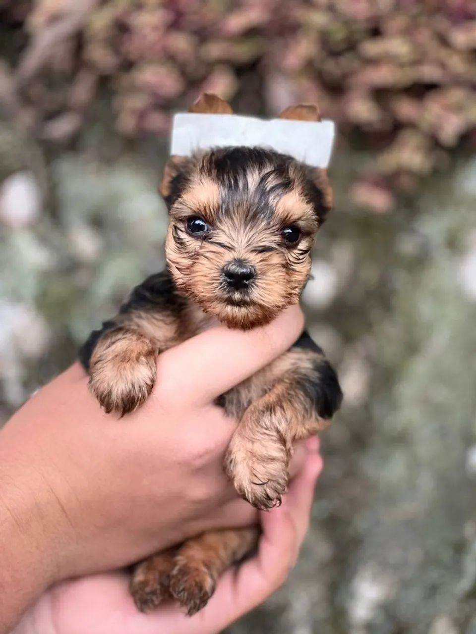 Filhotes cheios de amor prontos para um novo lar