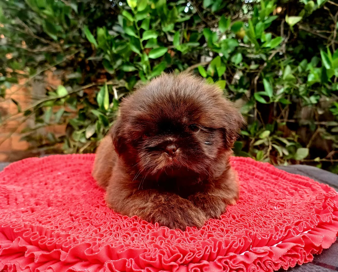 Filhote de Shih Tzu Marrom - Fofo e Charmoso!