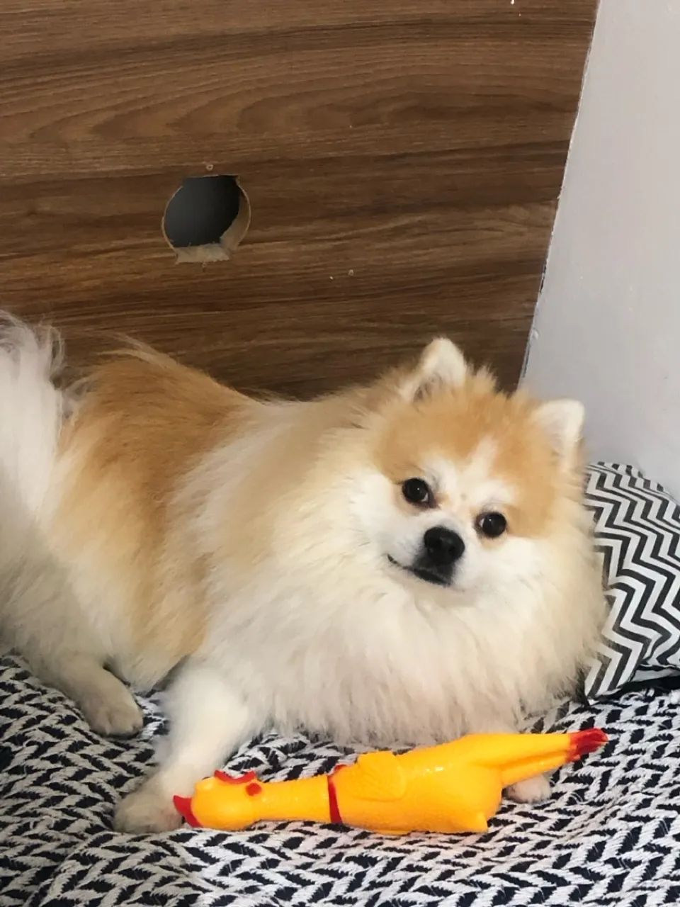 Apenas um doguinho a procura de um amor  - Foto 2