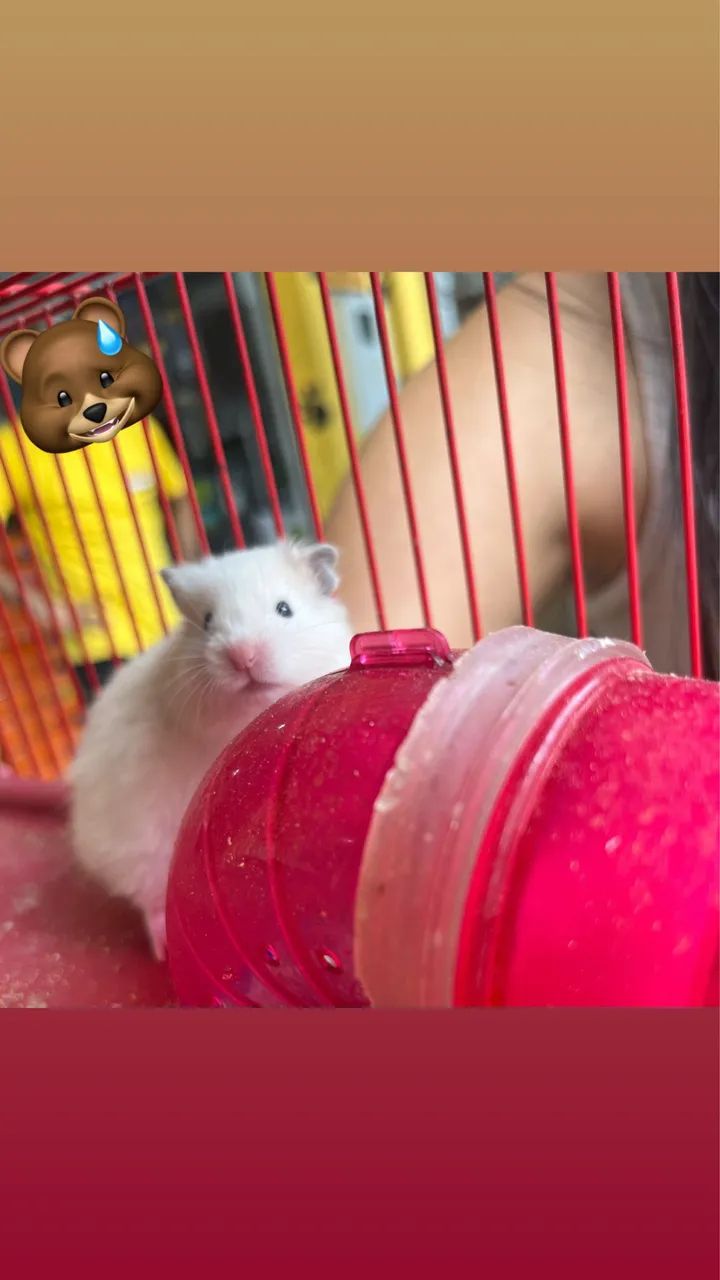hamster