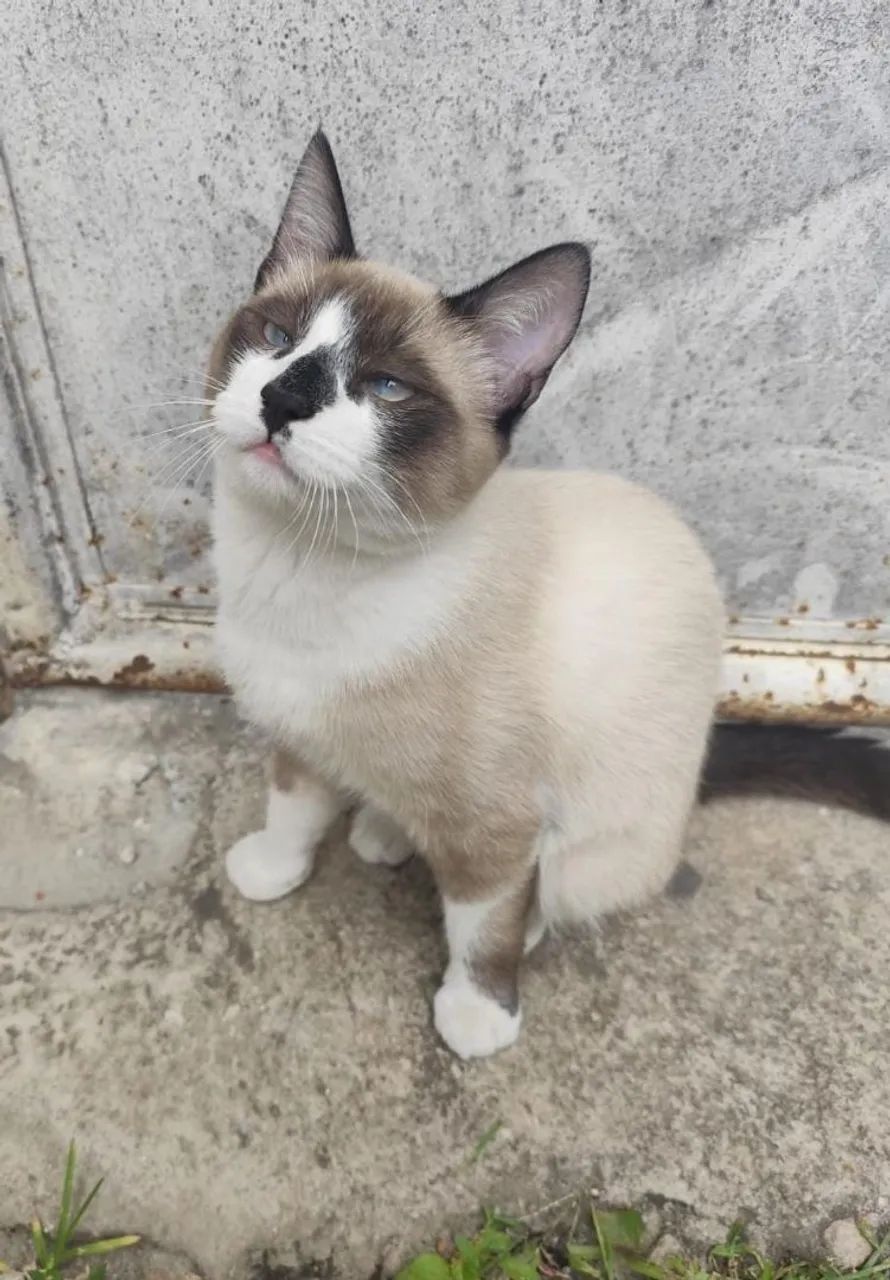 Gato pra doação  - Foto 2