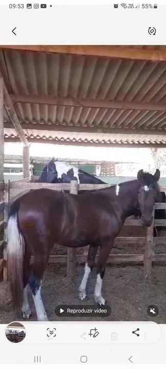 Potro Mangalarga Marchador - Foto 2