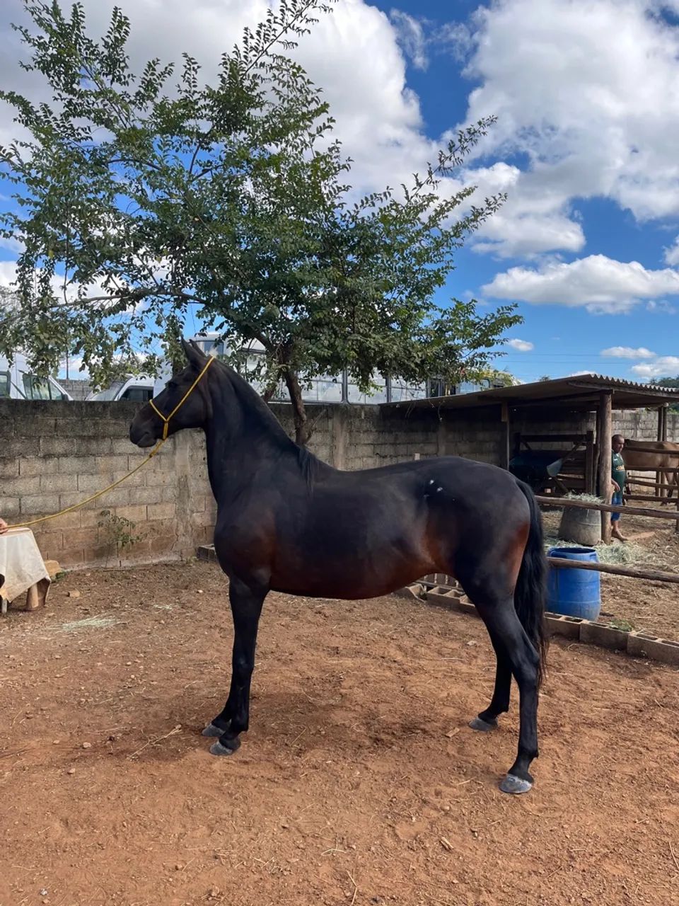 Égua mangalarga marchador  - Foto 2