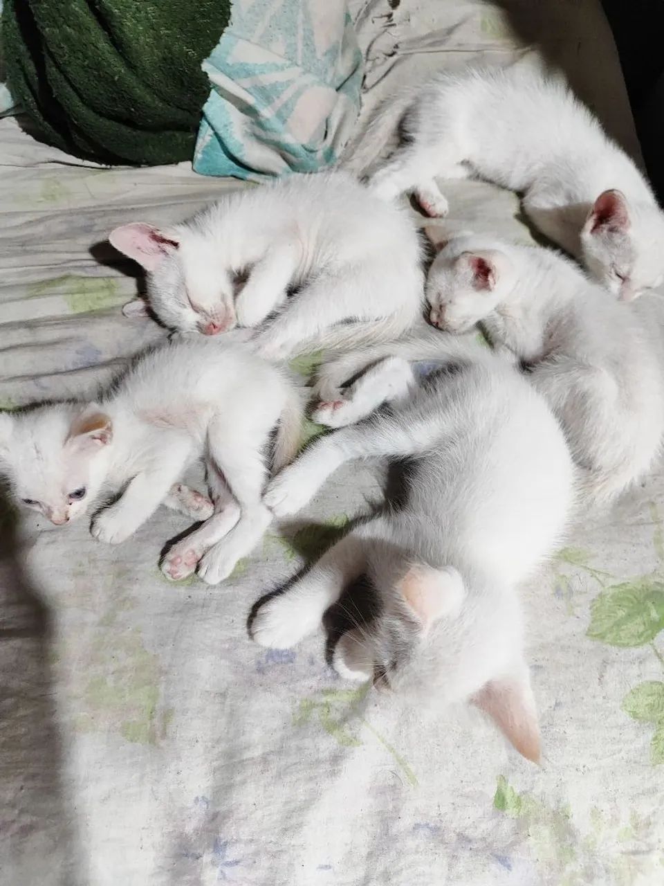 Doação de gatinhos