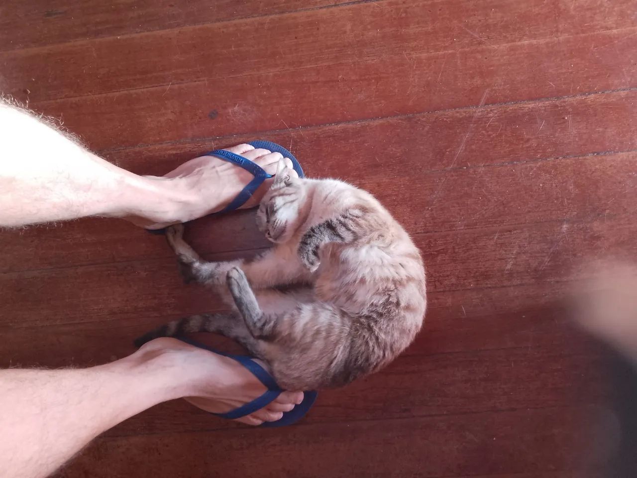 Doação gatinha castrada - Foto 3