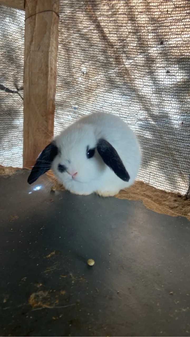 Coelho mini lop uruguaio