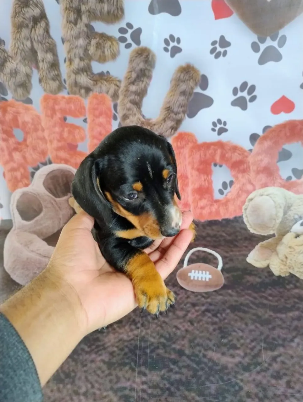 Lindos filhotes basset teckel disponíveis , excelente linhagem.