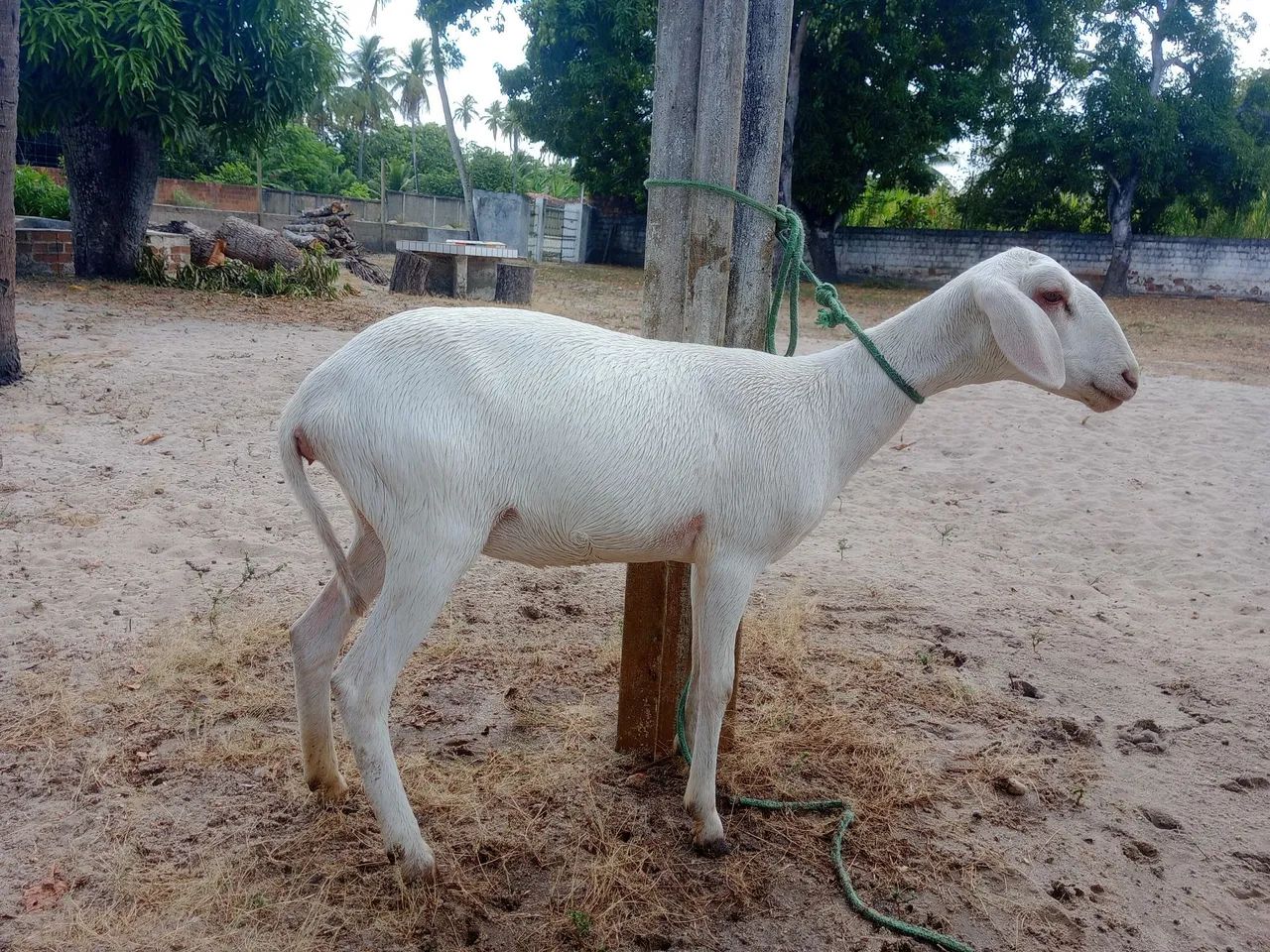 Ovelha santa Inês albina - Foto 2