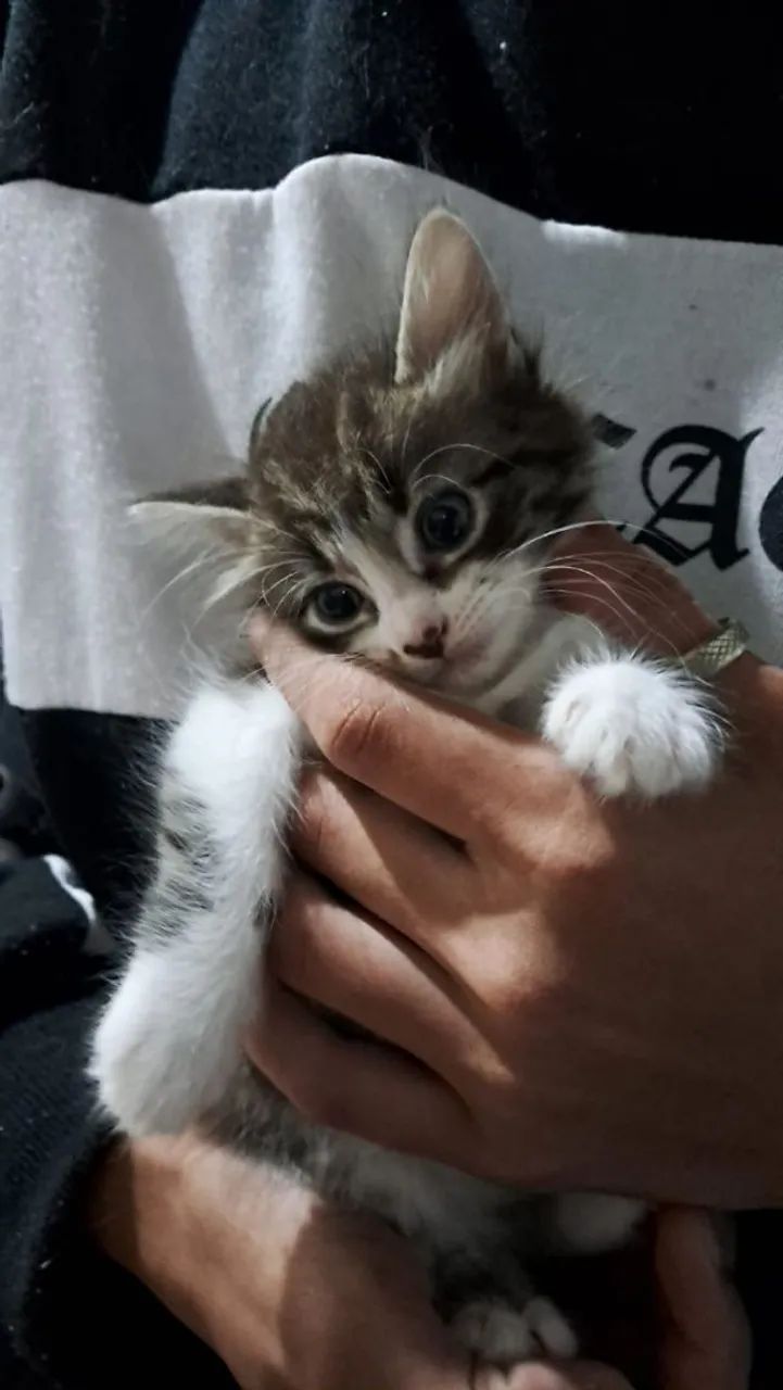 Adoção 64304566114691120