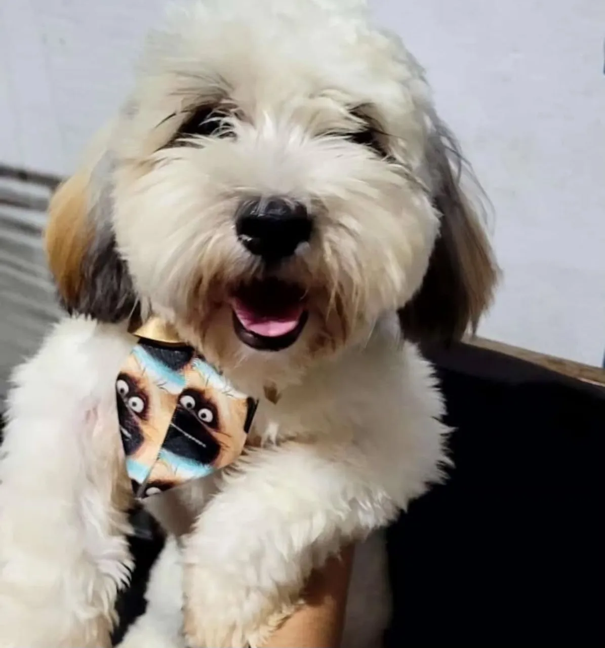 Filhote de Shih Tzu Adorável e Charmoso