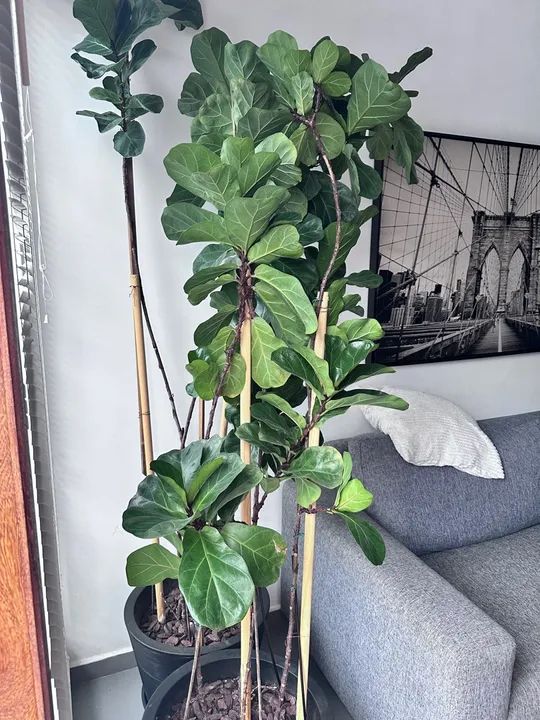 Ficus Lyrata - Planta de Interior - Foto 3