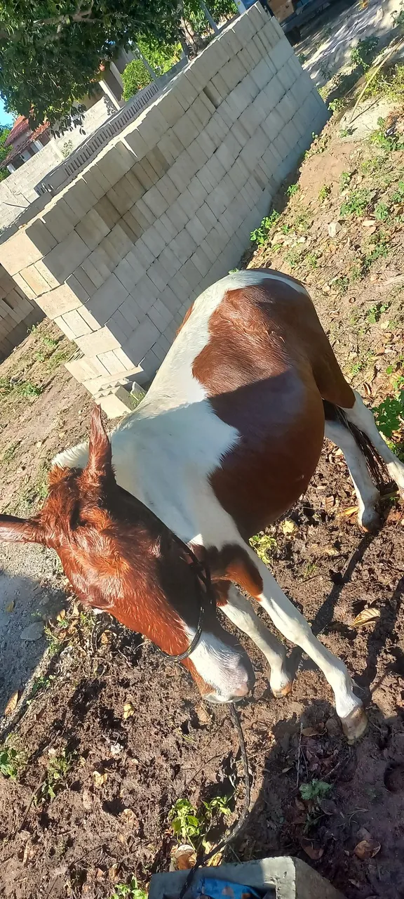 Pônei femia mansa e muito dócil