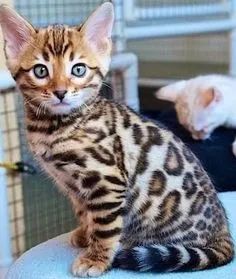  filhotinhos de Bengal de 50 dias !