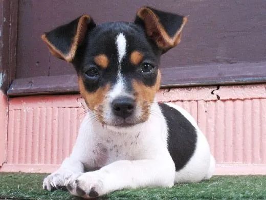 Fox Paulistinha Filhotes Tricolor - Foto 2