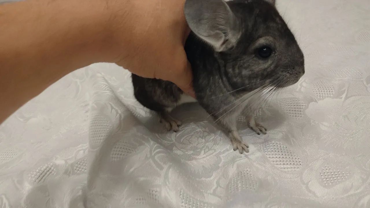 Chinchilas animais pets  - Foto 5