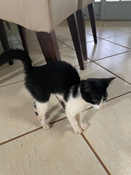 Gatinha para adoção - Foto 4