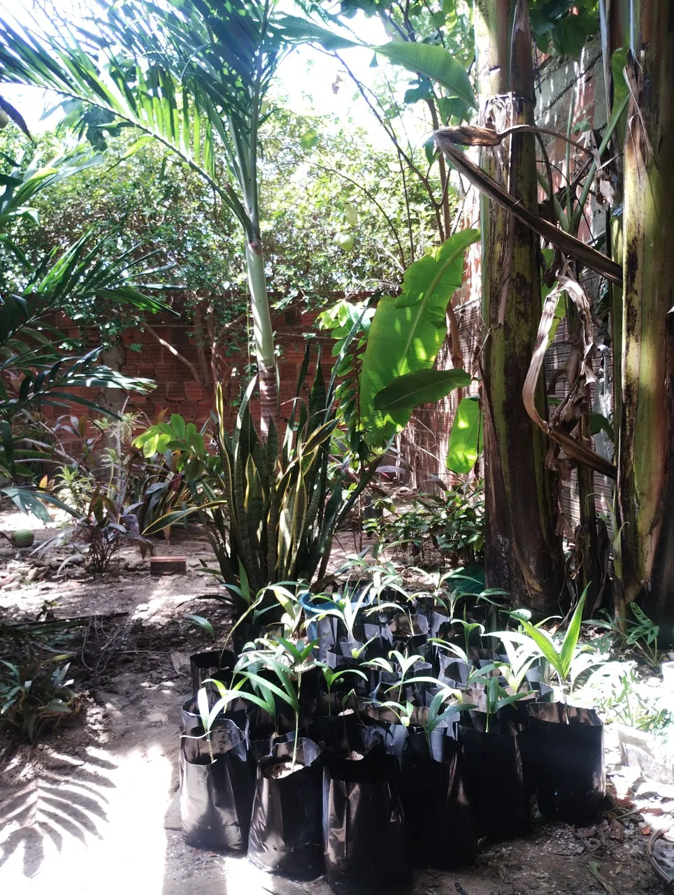 Mudas de Palmeira Imperial