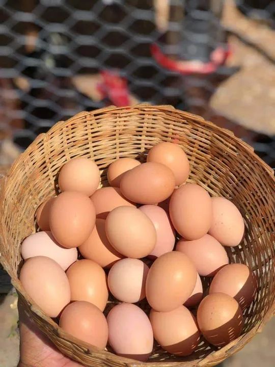 Pintinho e frangas Embrapa 051