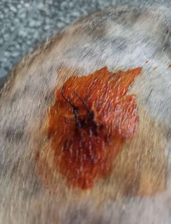 Doação responsável gata castrada  - Foto 5