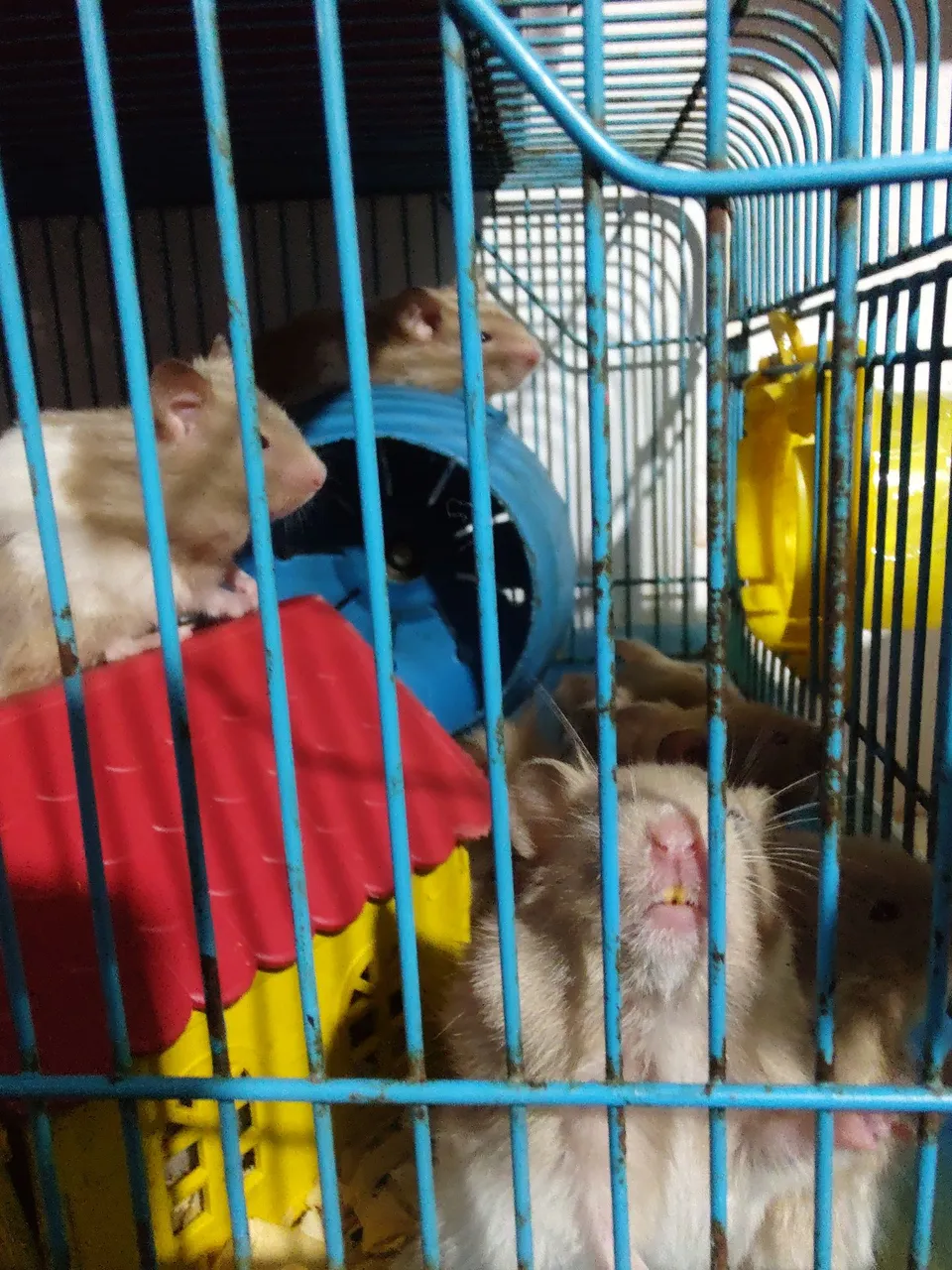 Hamster ?