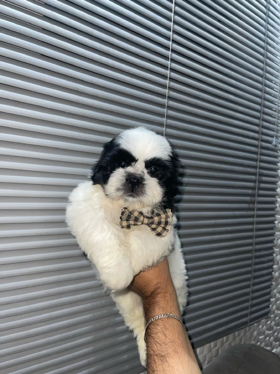 Filhote ShihTzu Europeu - Linda Pelagem Panda