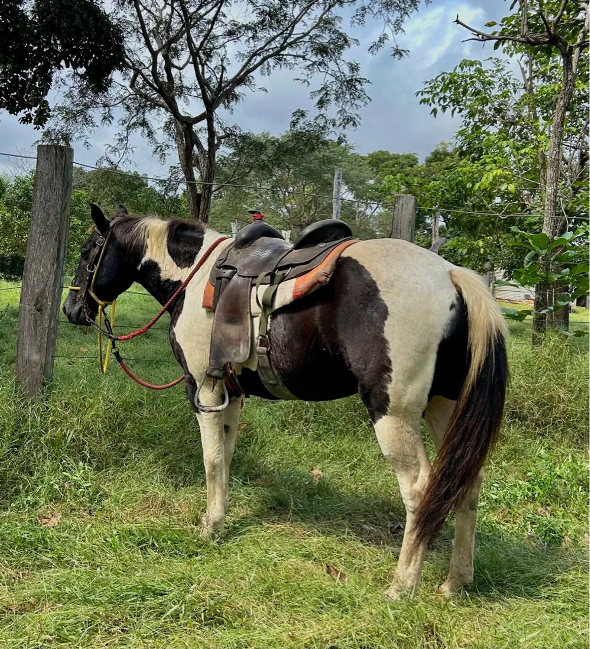 Cavalo PAINT HORSE - Foto 2
