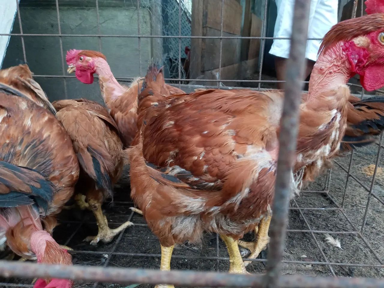 Caipirão - R$ 60,00 - Foto 4