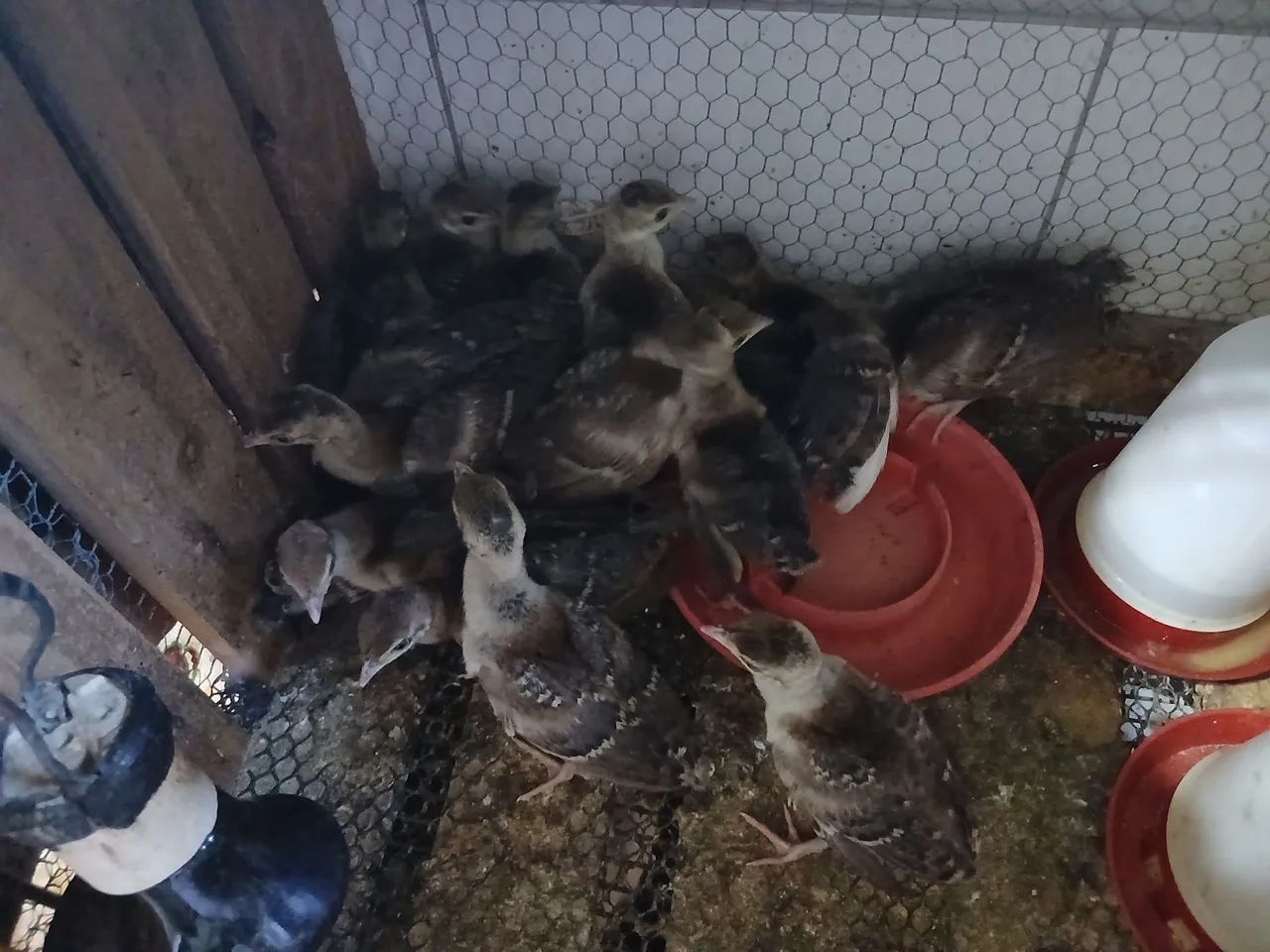 Pintinho azul - Foto 4