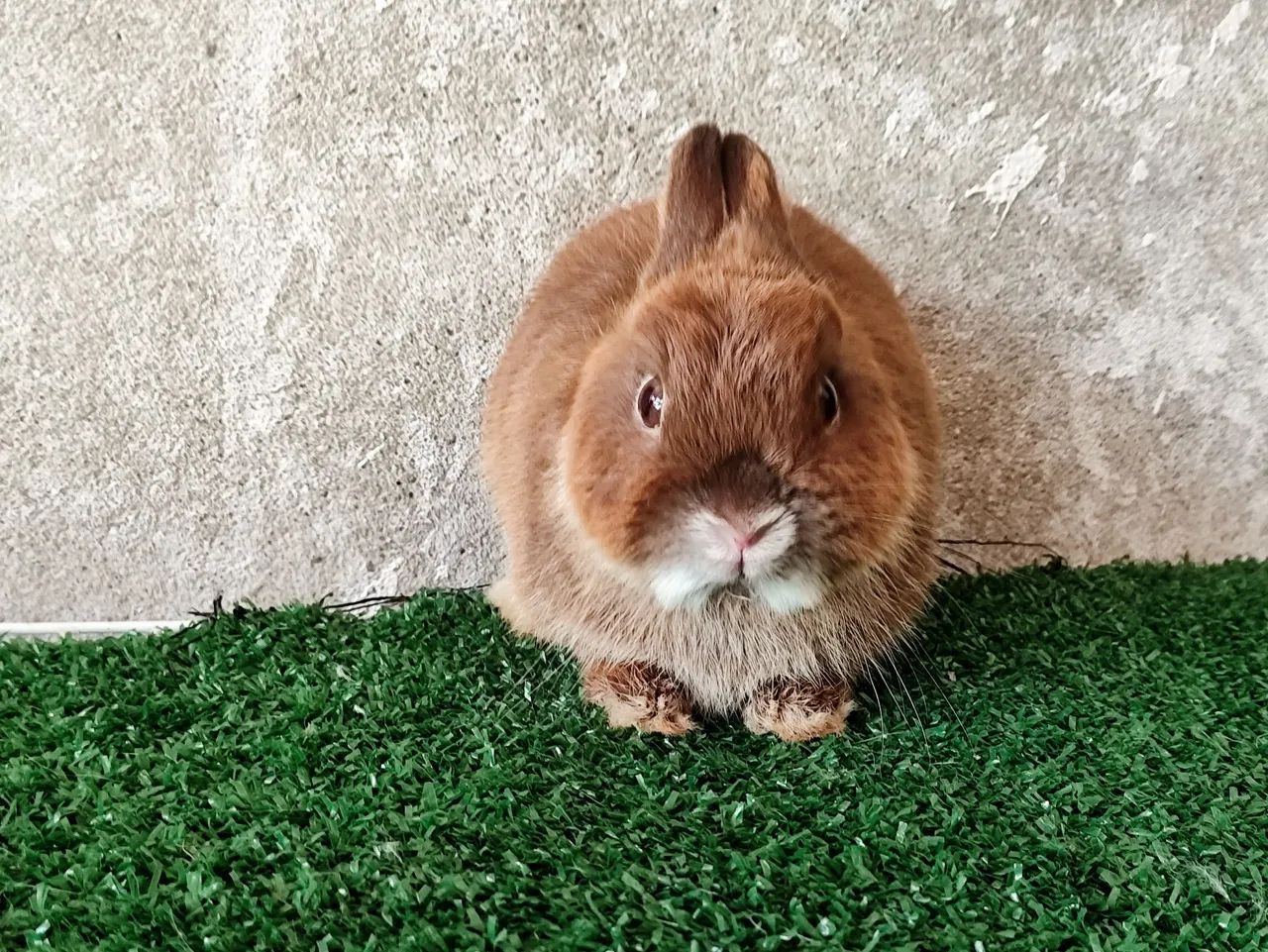 Padrão importado  - Foto 3