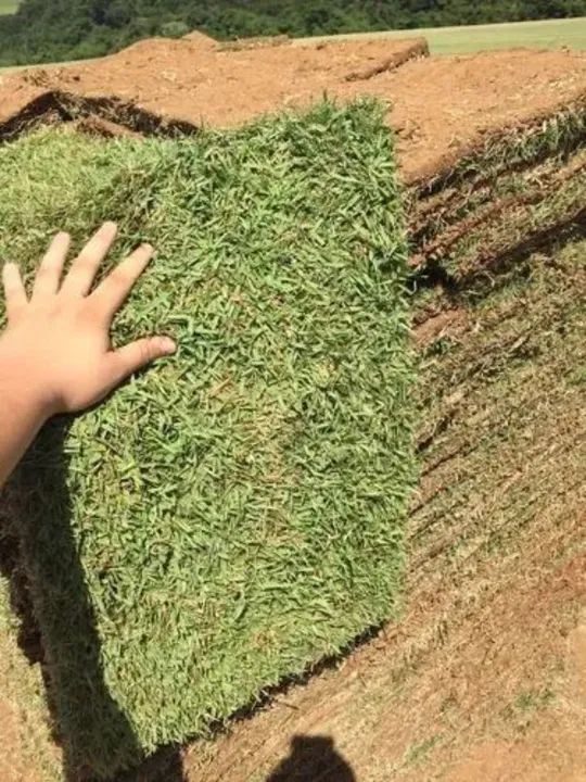 Grama esmeralda   R$12 frete grates 