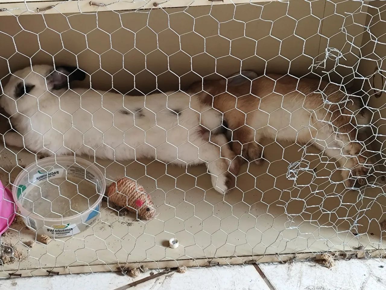 Coelho Adulto (Macho) - Foto 3