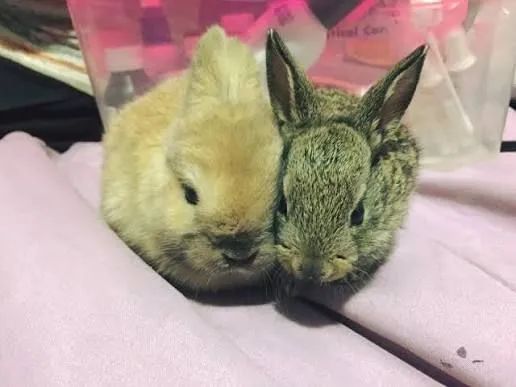 Porquinhos " inglês " e "absinio" e " lebres comum " - Foto 3