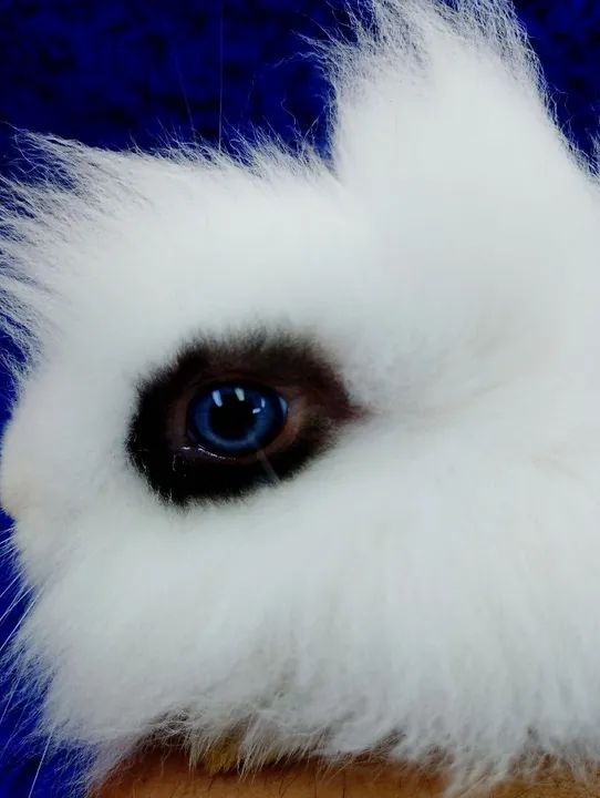 Marcação hottot mini Lion Head (ZAP na descrição 