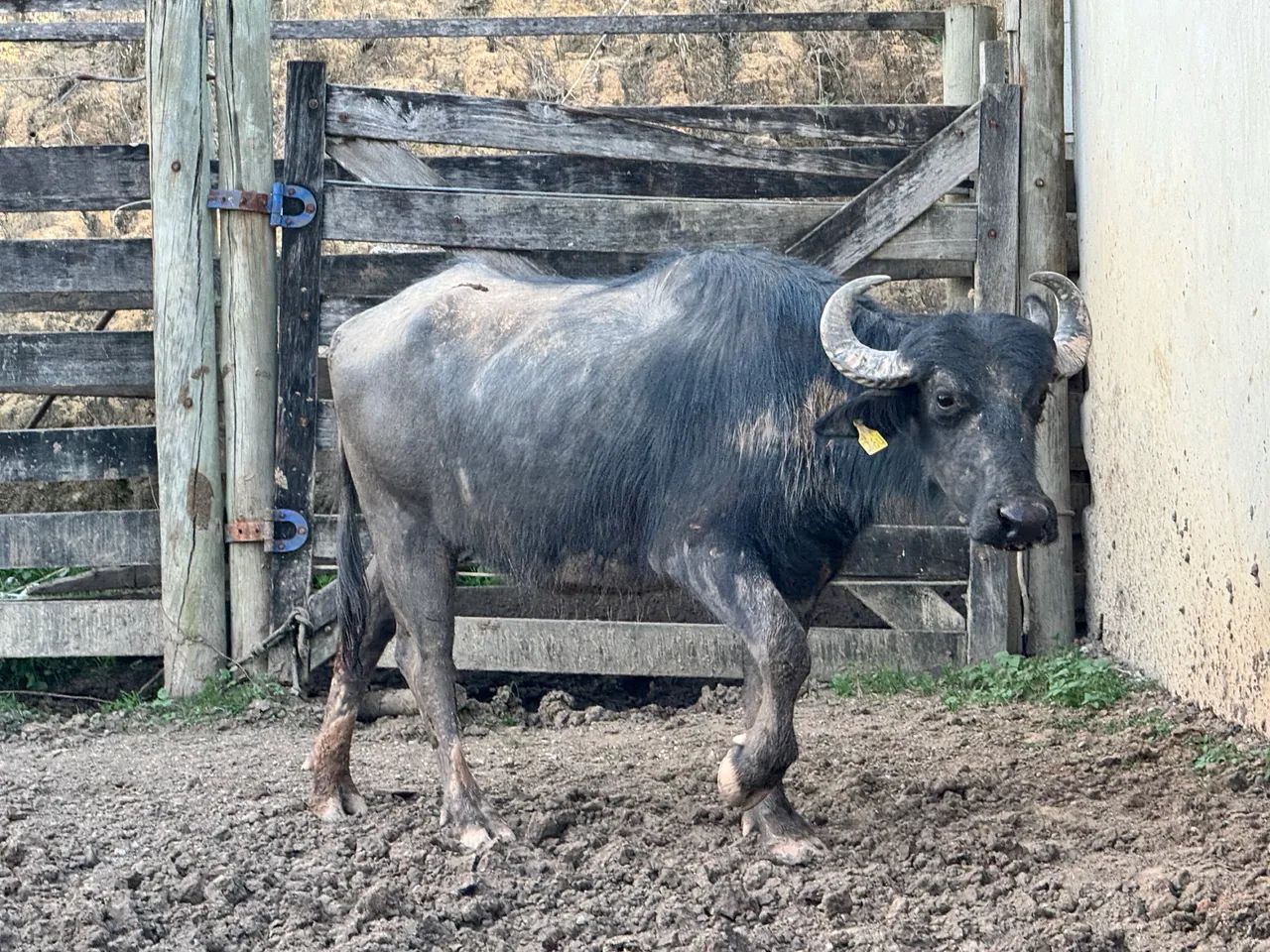 Búfalo a venda e  búfala  - Foto 2