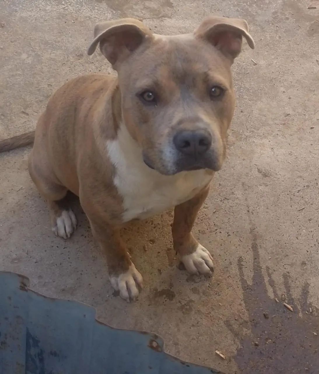 Doa se Pit Bull  - Foto 2