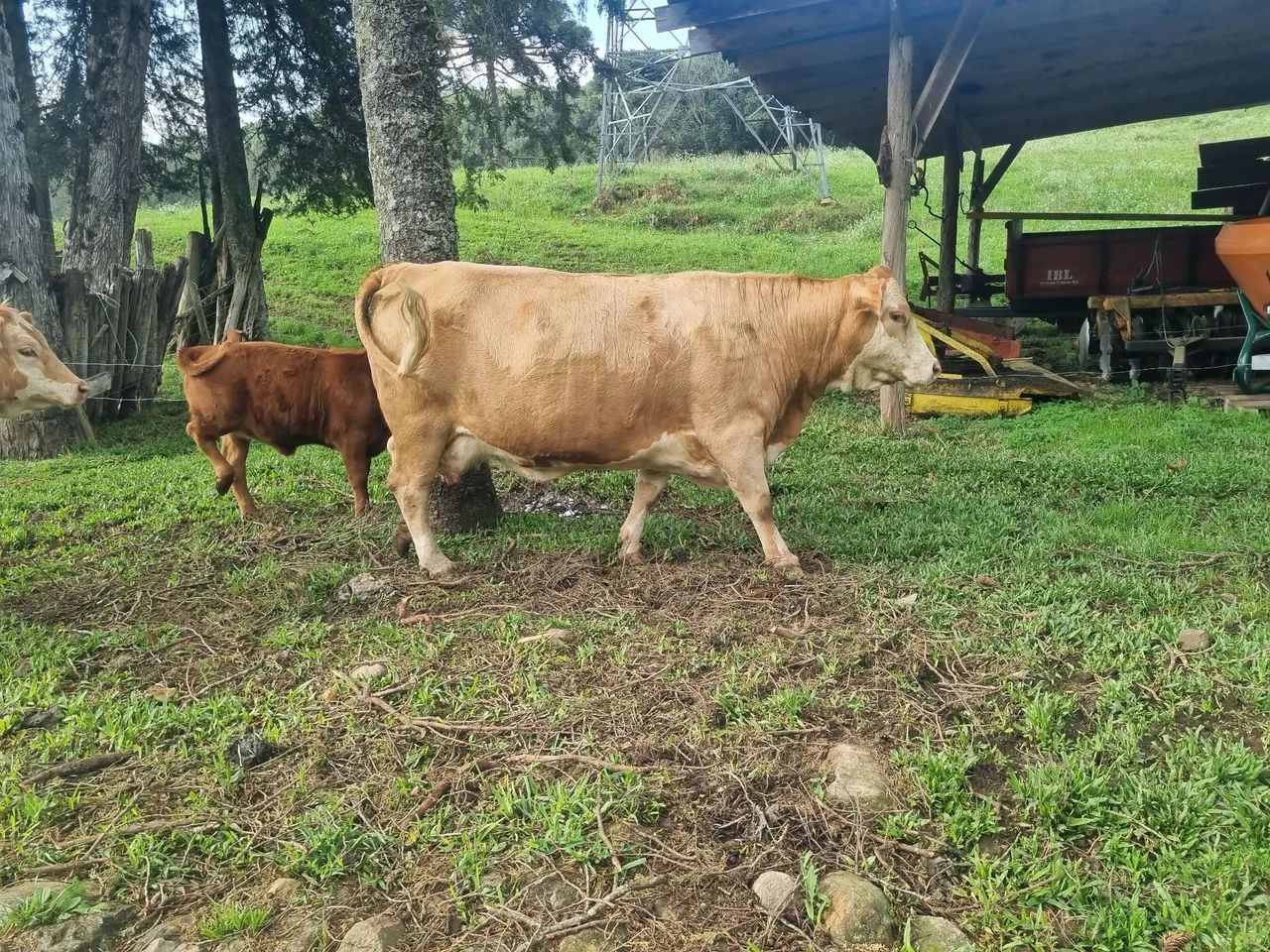 Vaca 