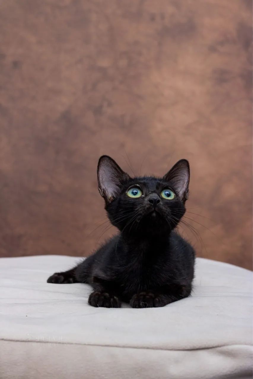 Filhotes  pretinhas adoção responsável  - Foto 2