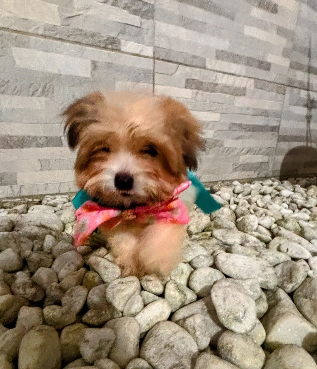 LINDOS FILHOTES DE LHASA APSO COM 2 DOSES DE VACINA IMPORTADA ( CADA)