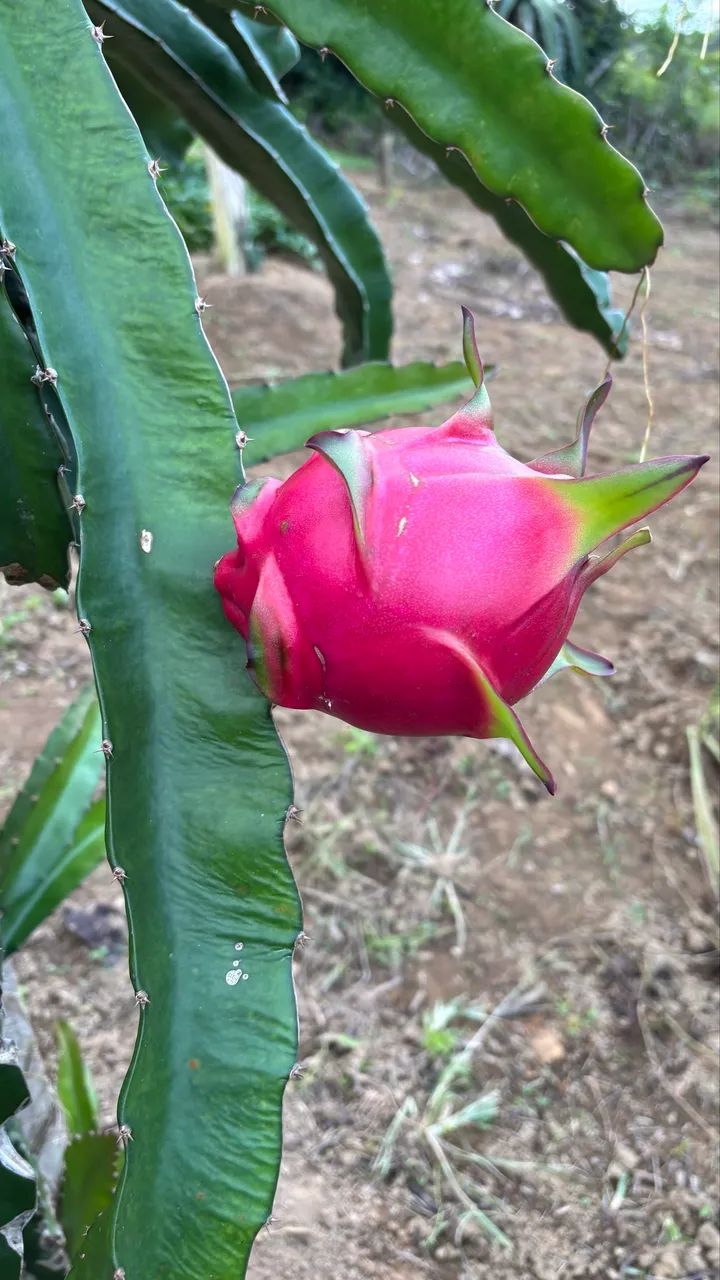 Mudas de Pitaya Vermelha  - Foto 5