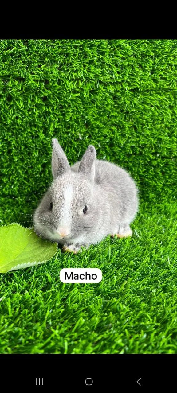 Lindos e disponíveis  - Foto 3