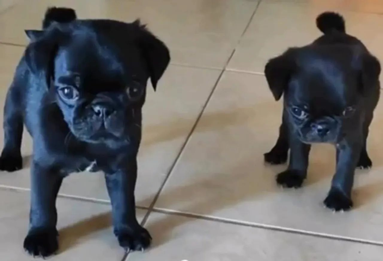Pug 