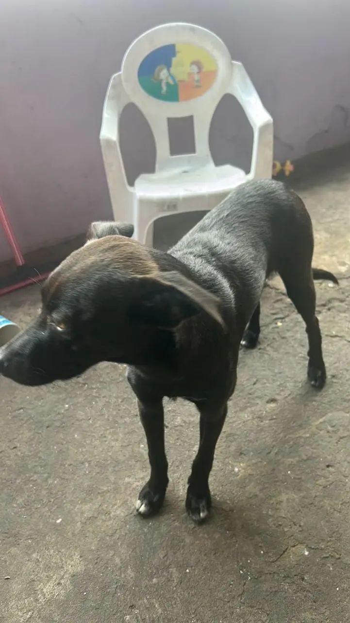 Doa-se cachorrinha dócil - Foto 5