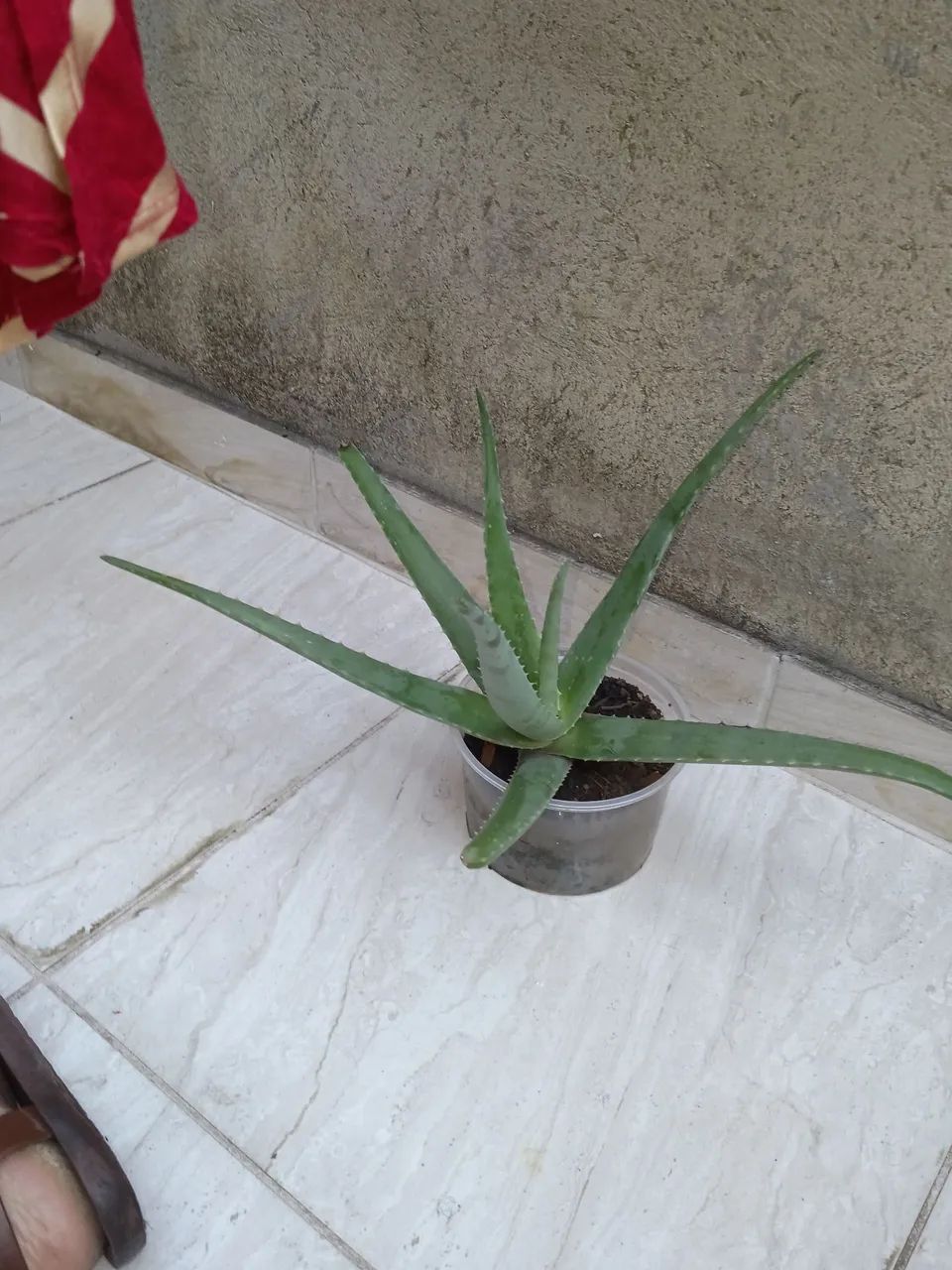 Babosa  - Foto 2