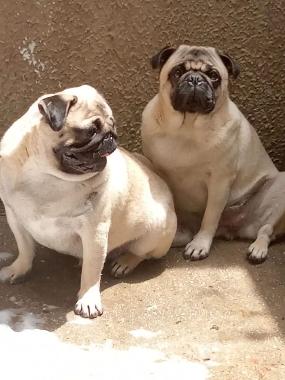 Fêmea Pug  - Foto 4