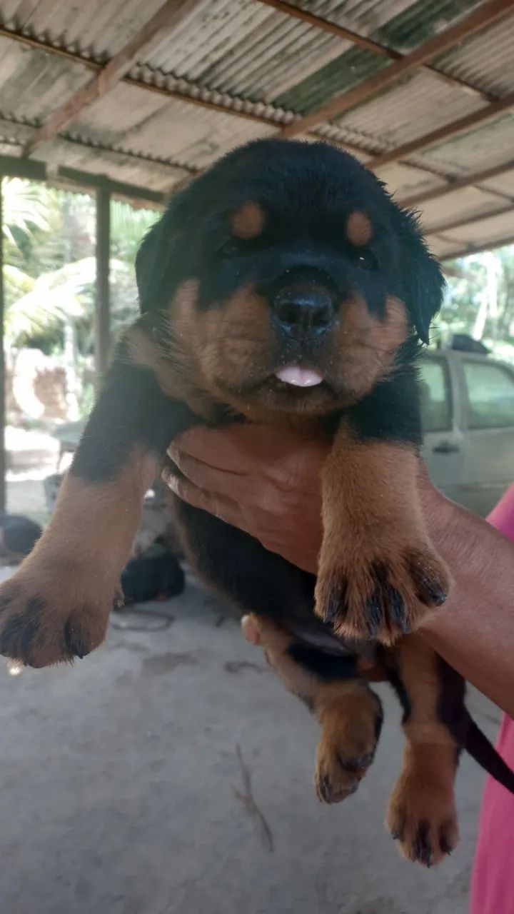 Bebe Rotwaler 