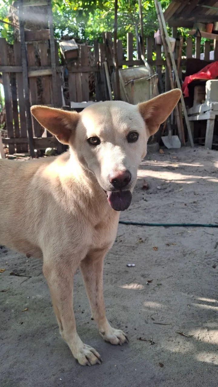 Doa- se cadela raça Chow Chow com vira lata - Foto 2