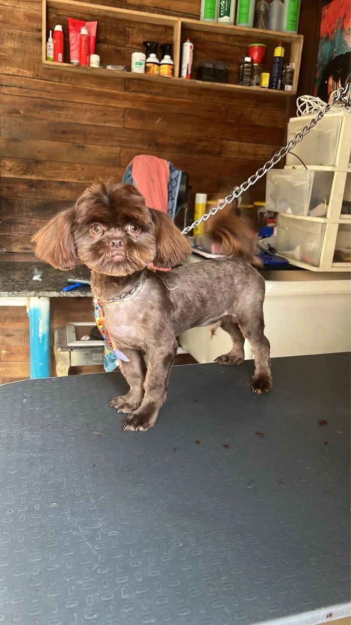 Shih tzu - Foto 3