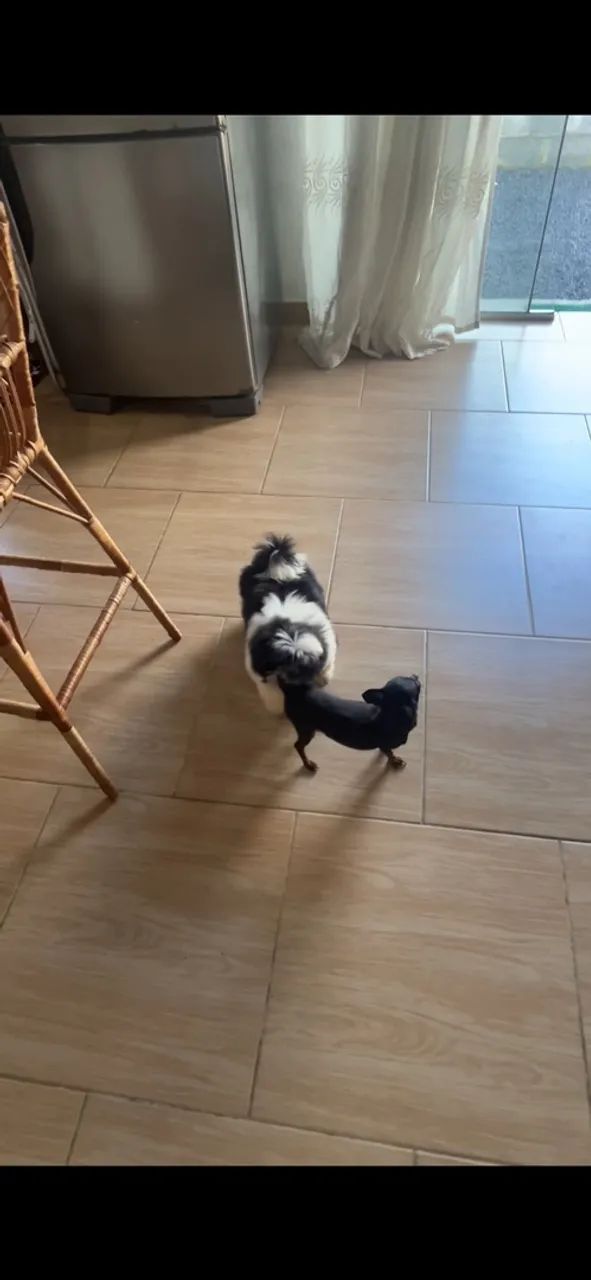 Shih tzu  - Foto 2