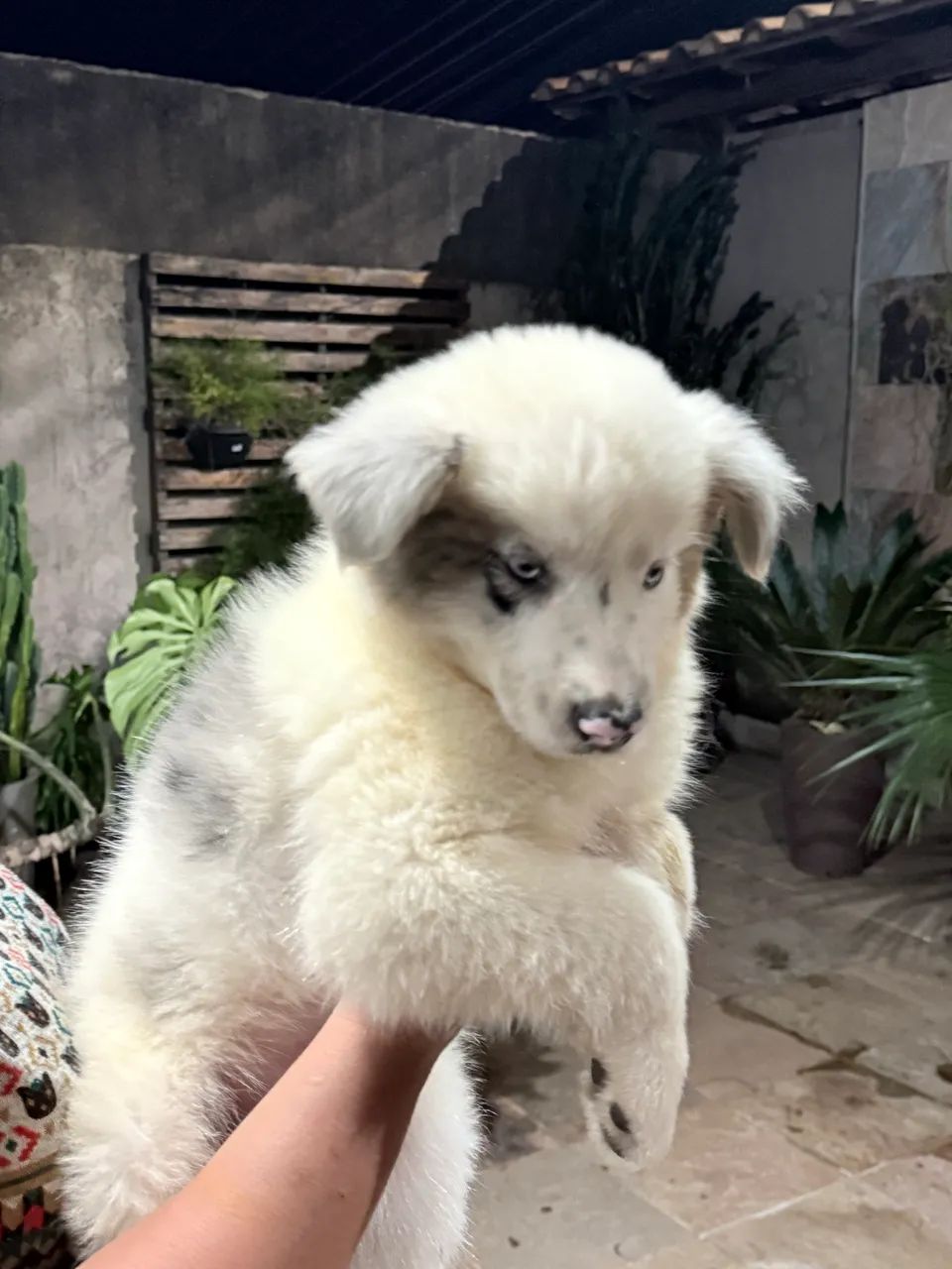 ULTIMO FILHOTE de Border Collie  - Foto 4